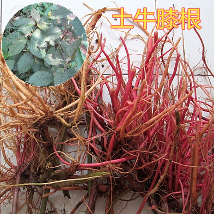 野生新鲜牛膝根 土牛膝根 紫牛膝 红牛膝 倒扣草根 扭伤现挖500克
