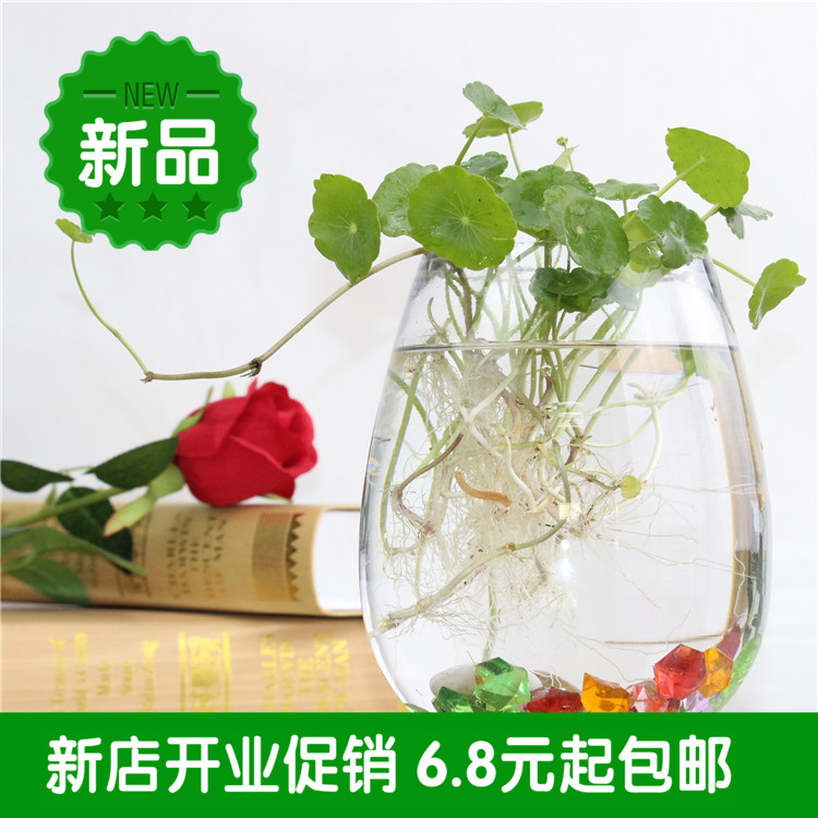 水培水养植物 铜钱草金钱草创意盆栽办公室桌面盆栽花卉室内绿植