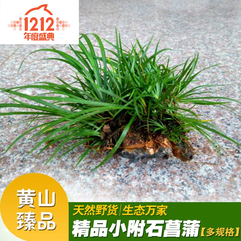 满包邮 纯野生附石菖蒲虎须金钱 花卉绿植香草 盆栽水培植物室内
