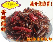 沂蒙特产蝗虫舌尖美食特产香辣油炸小蚂蚱昆虫蚱蜢小吃拍3送蚕蛹