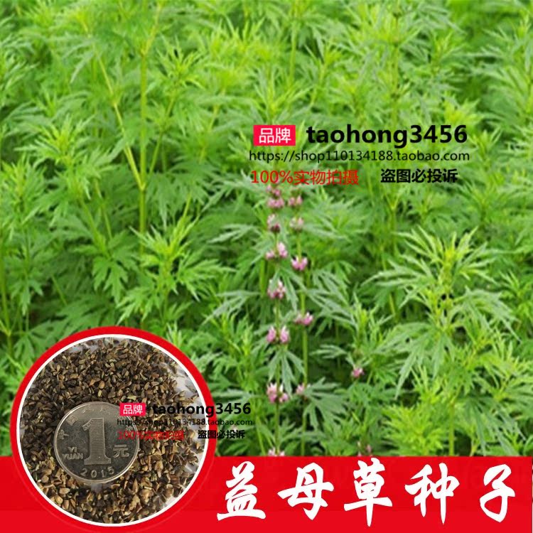 药食两用特菜 益母草种子 可煮汤可观赏活血化瘀 益母草花卉种子