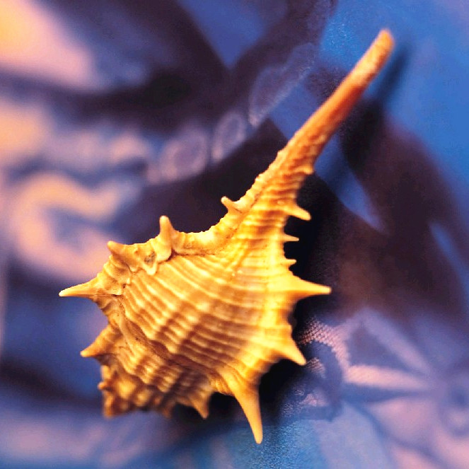 天然大海螺贝壳鱼缸水族箱造景装饰小刺螺长刺螺彩色扇贝白椰子贝