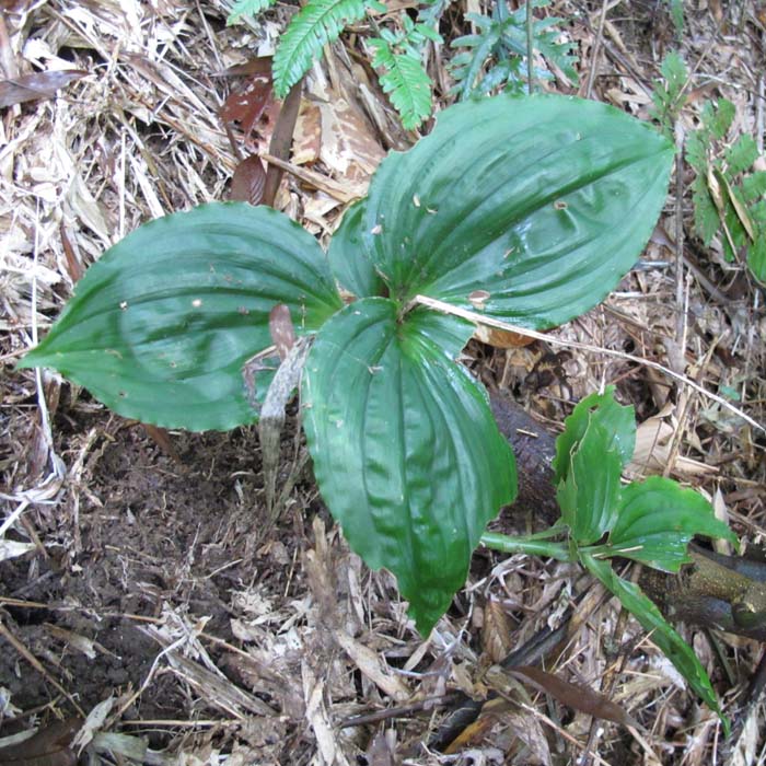 现采中草药新鲜野生牛筋草 千千踏 忝仔草 韧躬草 蟋蟀草 千人拔