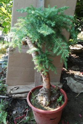 澳洲杉不老松精品绿植盆栽盆景带盆栽好一物一拍实物图室内植物