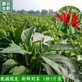 泡椒 农家新鲜特辣小米椒青辣椒红辣椒朝天椒手工剁椒特辣5斤装