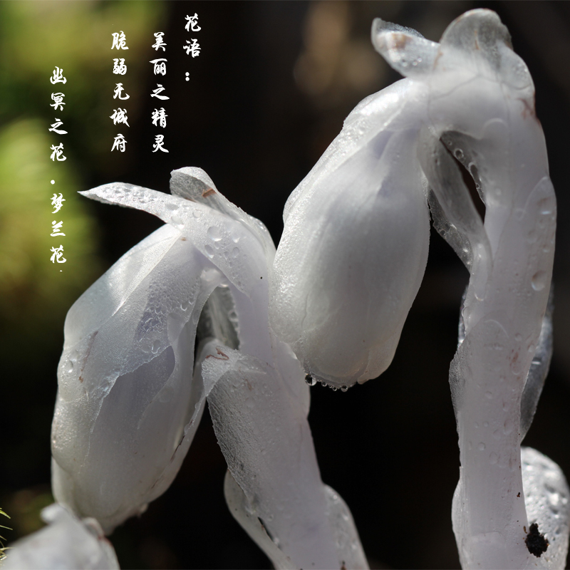 【稀有】梦兰花冥界幽灵之花水晶兰花苗 没有叶绿素的花 晶莹剔透