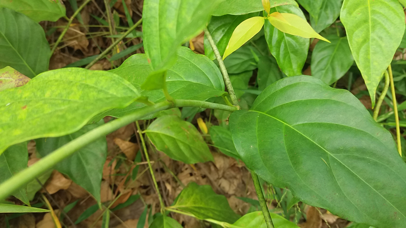 正宗野生新鲜断肠草 大茶藤 胡蔓藤 全株 满2斤包邮