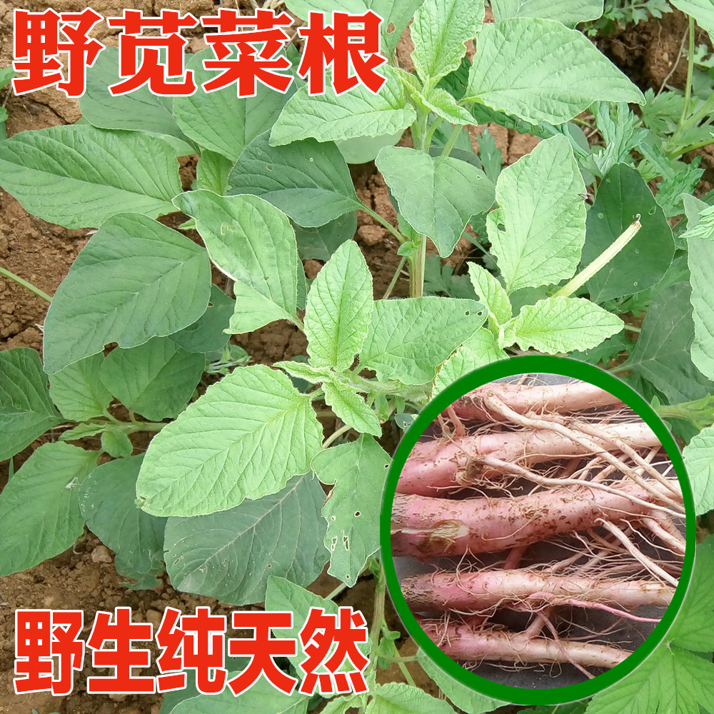 17年伏牛山新鲜现挖野生刺苋野苋菜根野生笕菜根菜根包邮有干品