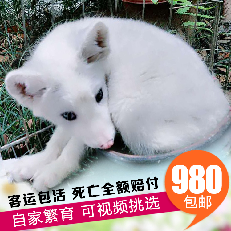 雪狐活体宠物蓝眼白色雪狐异宠纯白小狐狸宝宝鸳鸯眼雪狐幼崽包活