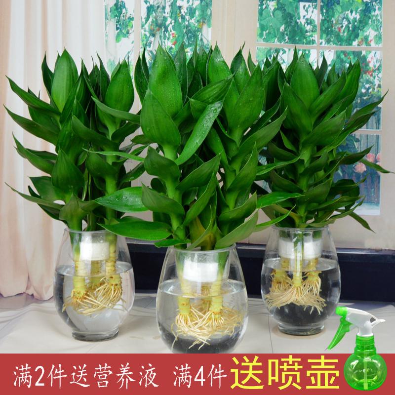查看淘宝开运竹 观音竹 富贵竹 春节送礼 绿植 水培植物盆栽 高大尚