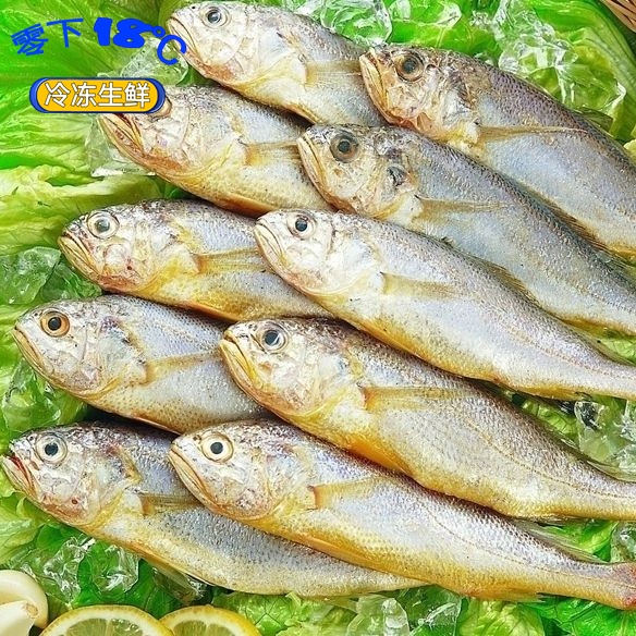冷冻新鲜黄鱼 黄花鱼 包层包冰 18斤/箱 规格:6/8 江浙沪皖包邮