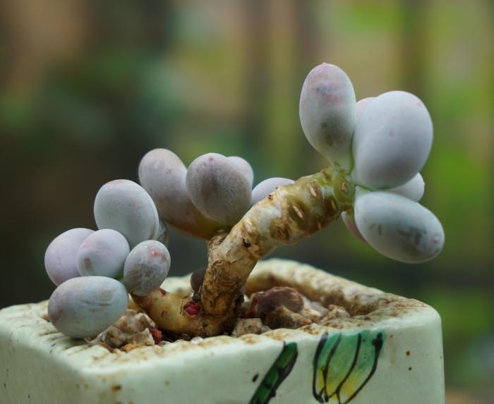 多肉植物 进口多肉 奶酪杂交 糖豆 多头老桩 圆滚滚