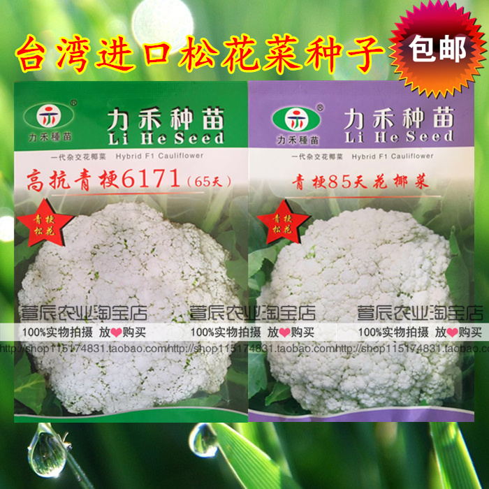 台湾力禾种苗50/65/70/80/85天青梗松花菜种子有机花菜散花菜种子