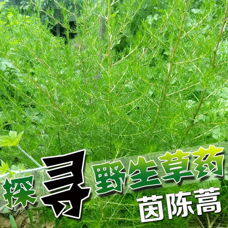 野生新鲜茵陈蒿 青蒿 整株现采发货野生中草药材驱蚊500克包邮