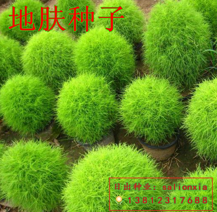 新采地肤种子 中药材 绿叶 红叶地肤 扫帚苗 扫帚菜 地肤子观音菜图片