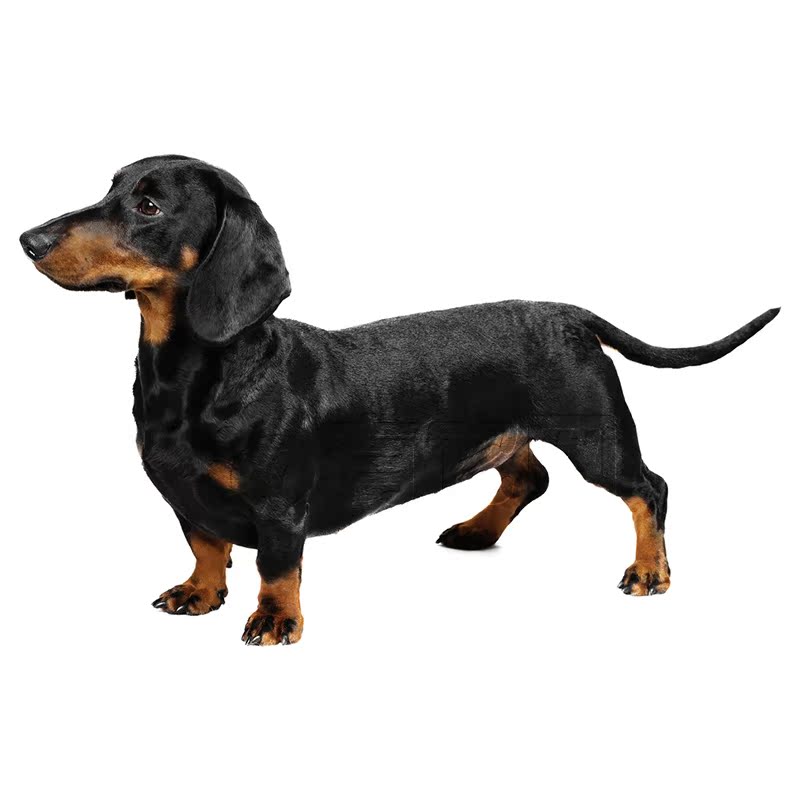 有它网宠物狗活体纯种迷你型德国短毛腊肠犬幼犬狩猎犬公铁包金1