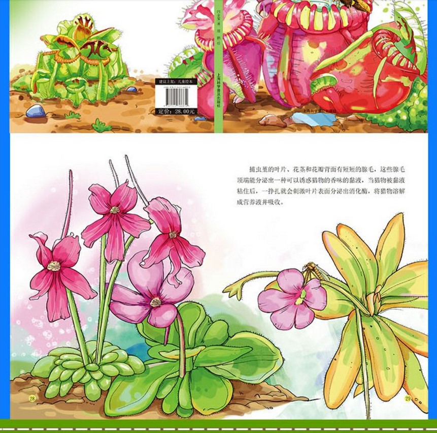 丰富多彩的植物家族 植物王国 植物书籍大全 儿童科普绘本 植物百科
