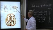 视频加课件 霍琨 系统解剖学 59集全 柏树令七版 人体解剖学视频