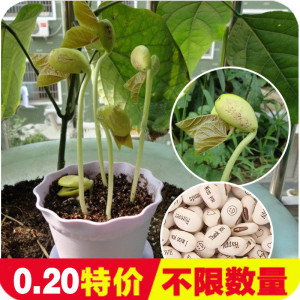 拼拼豆豆 魔法豆豆 拼拼珠子 烫烫画 配件 手机