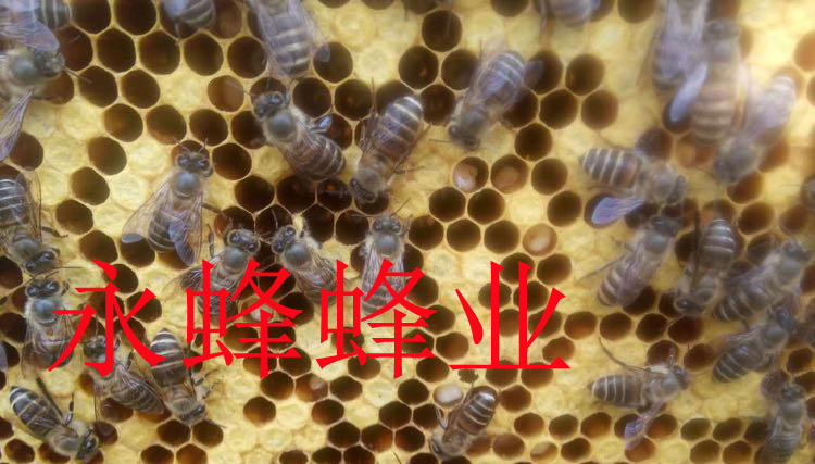 中囊烂子病蜜蜂中蜂囊状幼虫病 烂子病死蛹病 快速见效