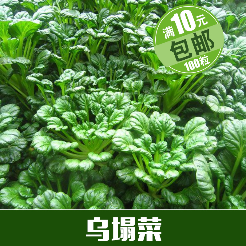 四季黄叶小白菜种子 成熟快 小青菜阳台庭院蔬菜种籽