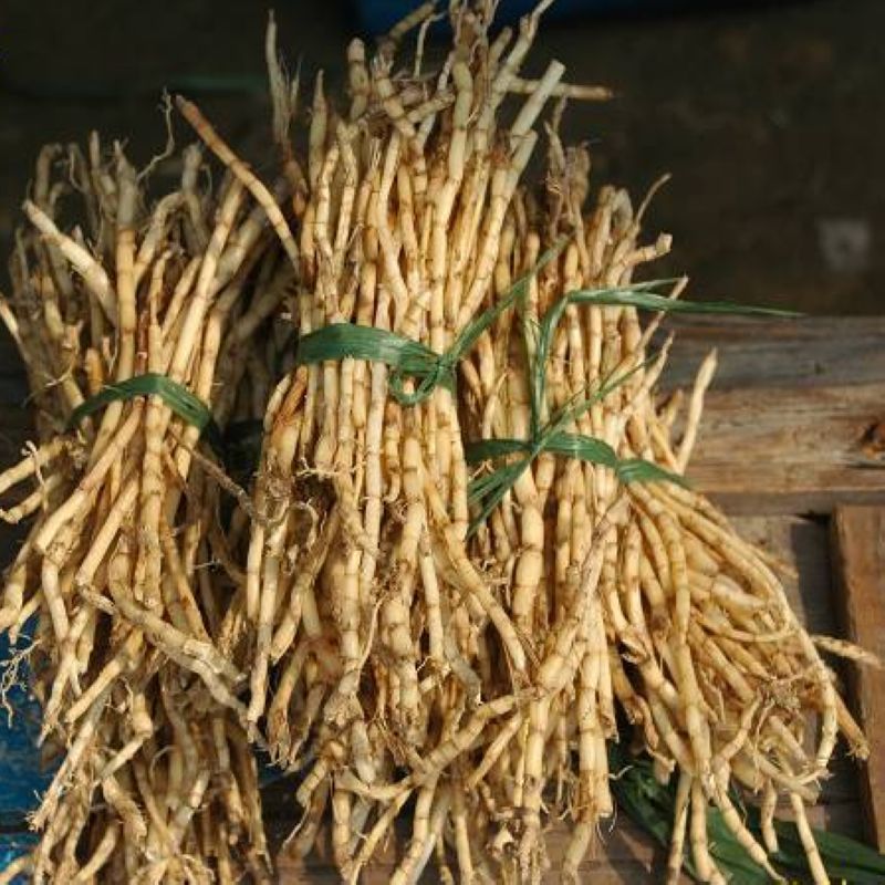 茅根草茅根水 现挖野生新鲜白茅根 茅草根甜草根 竹蔗芦根茶云南