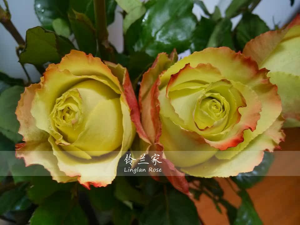 【铃兰家】 苏萨 v9方杯苗 大花切花月季花苗淡绿色