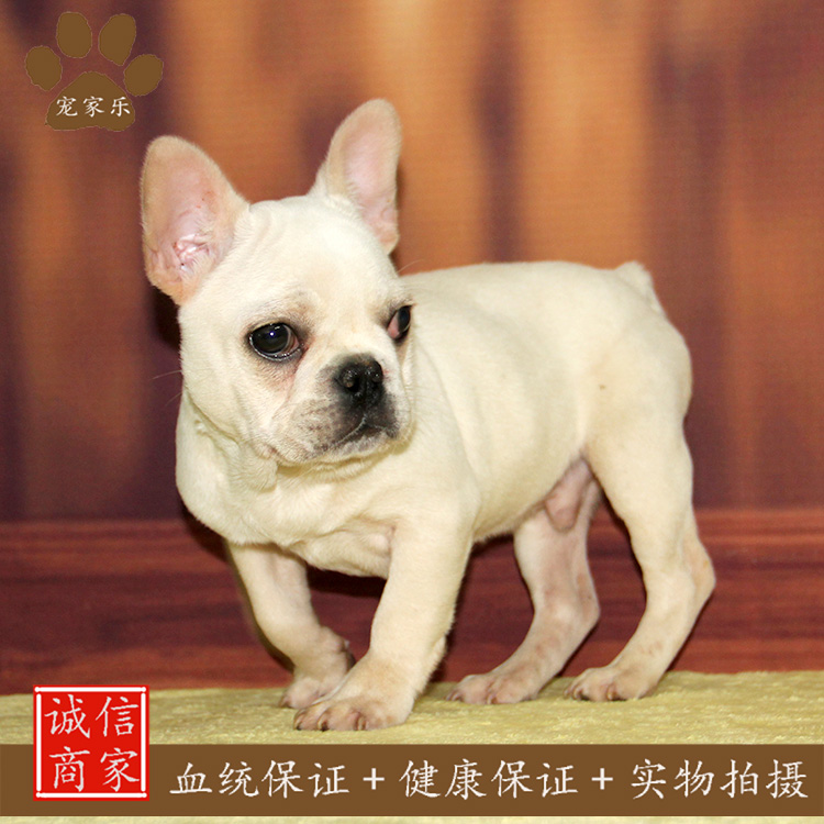 成都出售法国斗牛犬/双血统斗牛犬/海盗眼/各色斗牛犬
