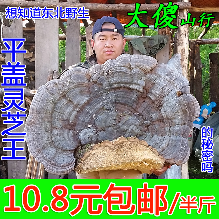 长白山野生平盖灵芝整枝大个块树舌青芝扁木灵芝片老牛肝250克