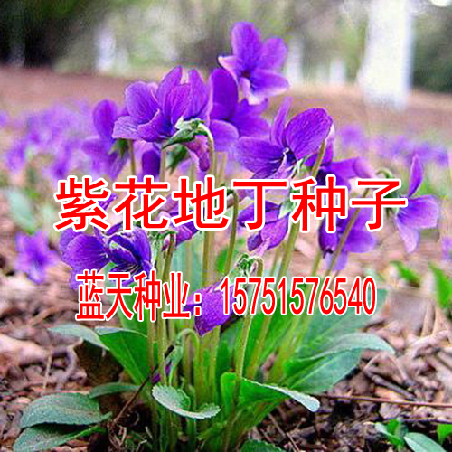 紫花地丁种子 龙胆地丁 甜地丁 地丁草 紫堇 扁豆秧 小鸡菜 包邮