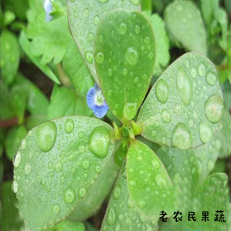 纯野生嫩芽新鲜野菜马齿笕菜草长寿草1500g