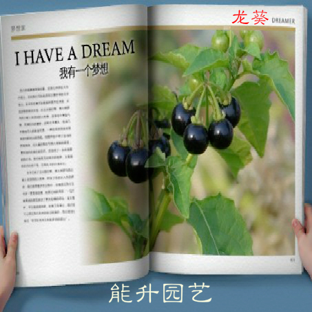 龙葵 黑天天 七粒扣 地葫草 天茄子种子 果实酸甜可食用满10包邮