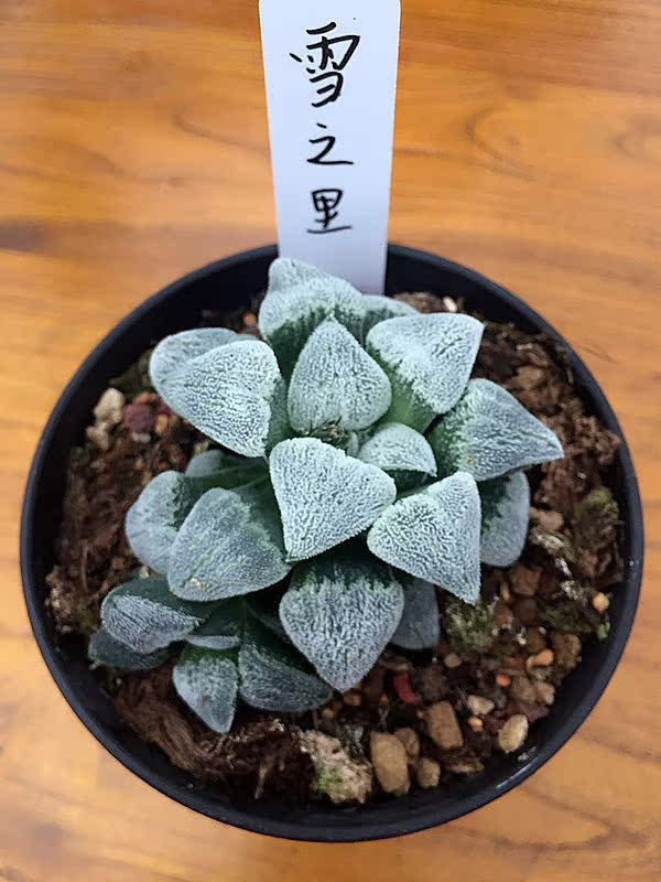 正品[百合会员]百合网会员登录评测 百合网登录