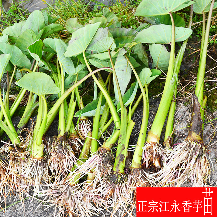 香芋种子正宗江永香芋苗瑶山水清芋头种子荔蒲芋头苗5