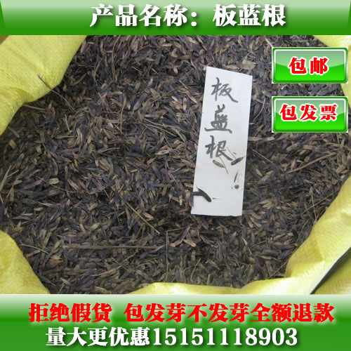 中药板蓝根种子 靛青根 蓝靛根 大青叶板蓝根种子 药食兼用 包邮