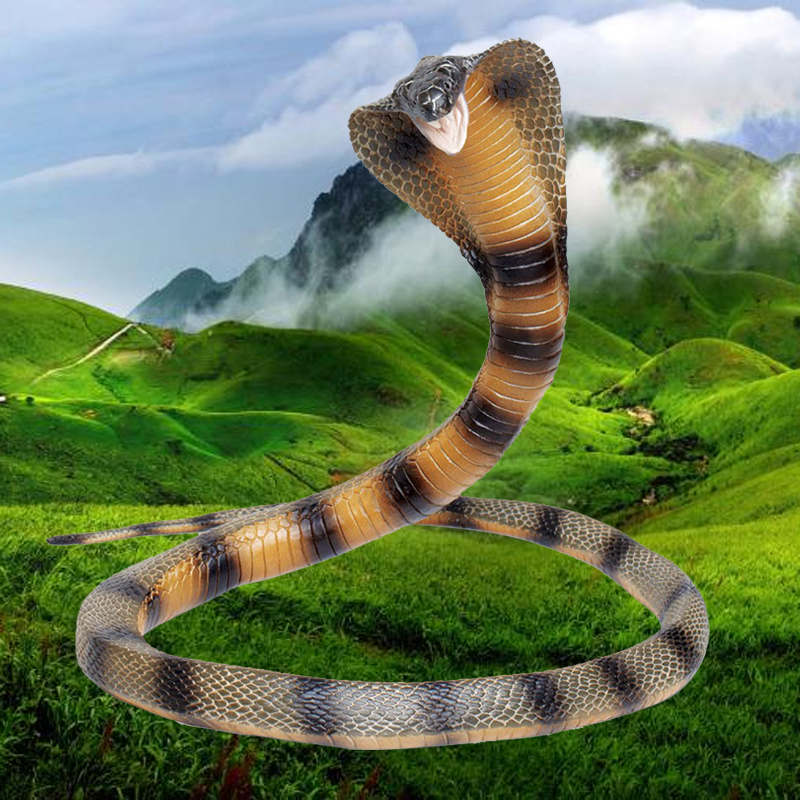 safari ۾ģ ۾߿