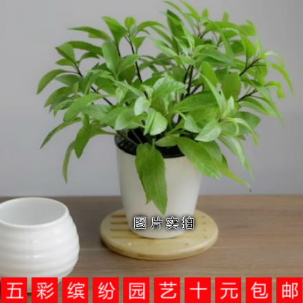 药用盆栽绿植种子种苗明月草苗降压草苗 降糖草金鸡毛草白背三七