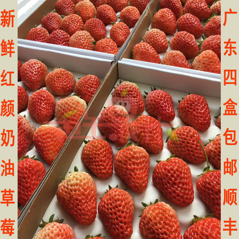 新鲜水果空运芳香草莓红颜牛奶草莓香甜奶油巧克力草莓冬草莓1盒_双氙