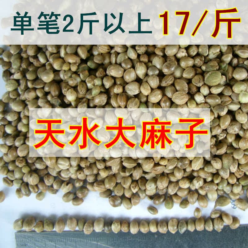 天水麻子甘肃特产大颗粒麻籽火麻仁500g包邮炒货原味熟麻子大麻子