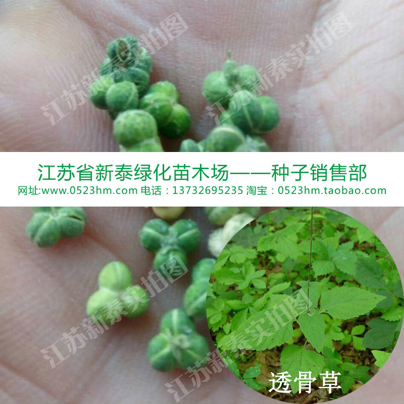 散装珍珠透骨草种子 药曲草 蝇毒草 粘人裙 接生草 毒蛆草 倒刺草