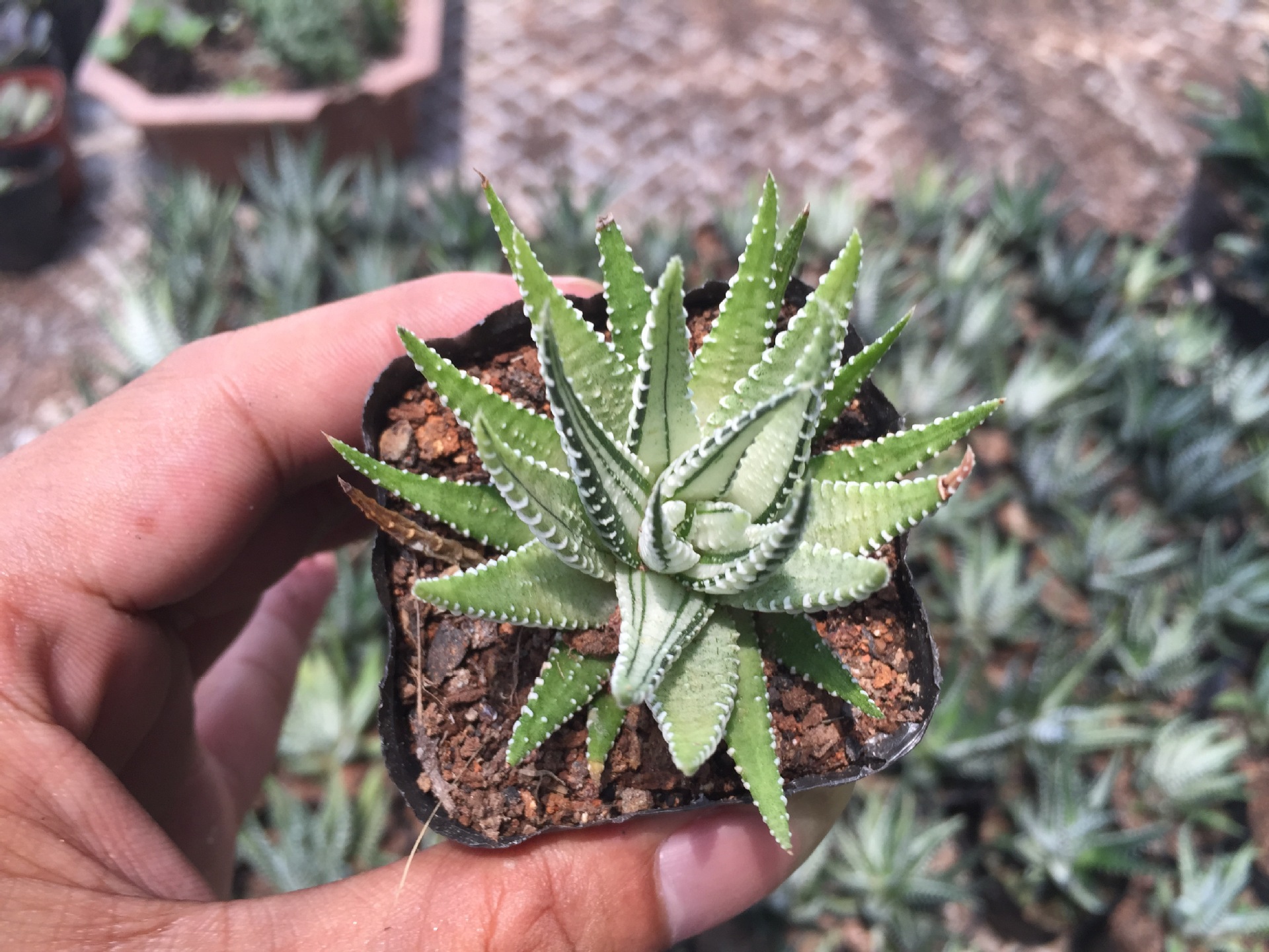 多肉植物条纹十二卷锦室内多肉组合小盆栽防辐射绿植花卉满额包邮