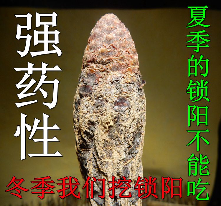 锁阳城锁阳野生泡酒 野生 甘肃瓜州金锁阳阿拉善锁阳片