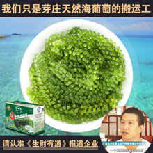 包邮 央视报道 120g 越南芽庄海葡萄绿色鱼子酱料理寿司海藻