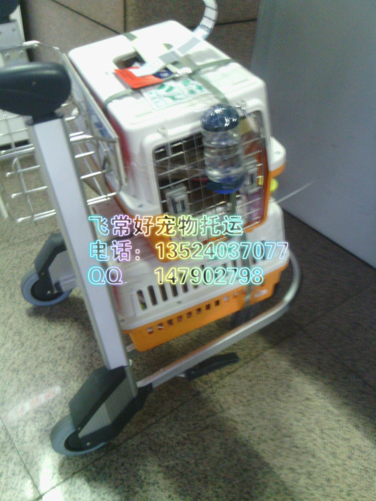 上海宠物空运到哈尔滨延吉丹东大庆专线宠物托