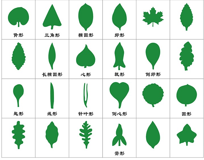 蒙氏教具树叶卡片柜 动植物嵌板柜 科学文化教具幼儿园玩具教学版