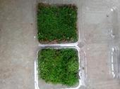 微景观原生态绿色盆栽盆景花土铺面 凤尾藓 大灰藓 青苔苔藓