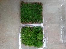 微景观原生态绿色盆栽盆景花土铺面 凤尾藓 大灰藓 青苔苔藓