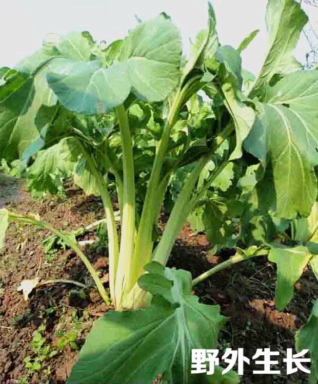 信阳光山特产盐菜 农家腌制高脚白菜腌菜 箭杆白酸菜咸菜下饭菜