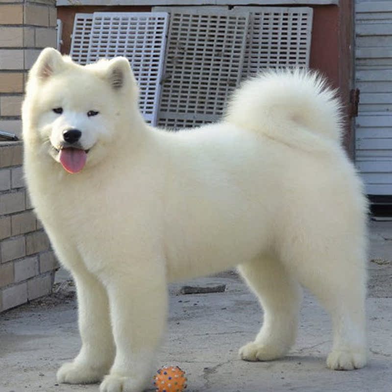 犬舍出售纯种萨摩耶犬成年犬家养中型白色宠物狗活体公母都有长沙