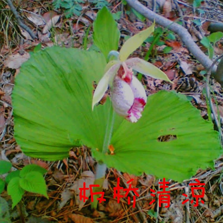 野生下山兰花 扇脉杓兰 扇子七 欢喜扇 大对叶草喜阴盆栽花卉植物